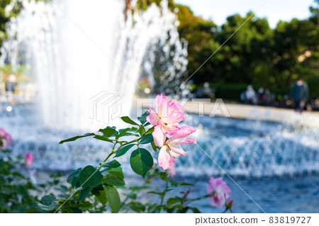 Autumn pink roses and bokeh fountain in Suma Rikyu Park, Kobe Autumn pink roses and bokeh fountain in Suma Rikyu Park, Kobe 83819727