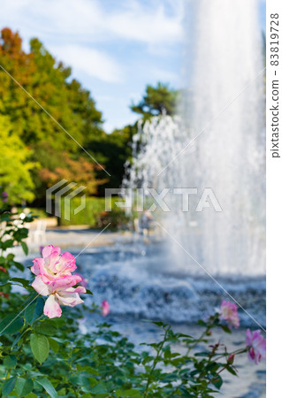 Autumn pink roses and bokeh fountain in Suma Rikyu Park, Kobe Autumn pink roses and bokeh fountain in Suma Rikyu Park, Kobe 83819728