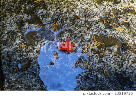 A piece of fallen leaves 83819730