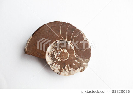 Ammonite 83820056