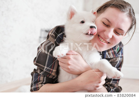 woman holding and embracing yakutian laika puppy while he showing a tongue. white dog on female hands. pet friends and care for domestic animals woman holding and embracing yakutian laika puppy while he showing a tongue. white dog on female hands. pet friends and care for domestic animals 83820084