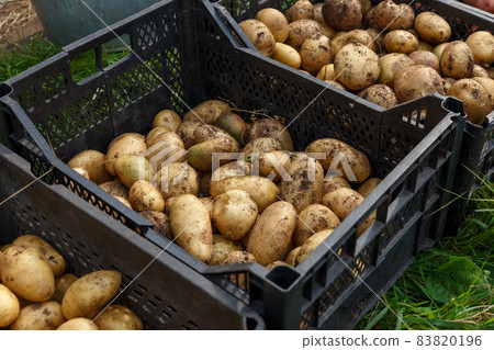 Raw potatoes in plastic boxes Raw potatoes in plastic boxes 83820196