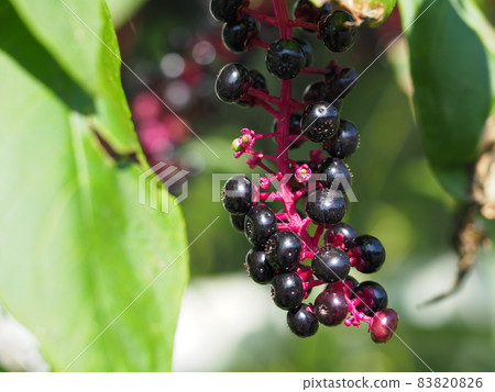 Pokeweed fruit, a poisonous plant Pokeweed fruit, a poisonous plant 83820826