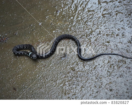 Young snake of poisonous snake "Yamakagashi" 83820827
