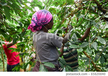 African worker is gathering coffee beans on plantation in bushy wood 83820840