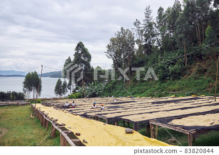 African employers are working with coffee beans production at washing center 83820844