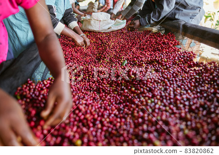African female workers are sorting out coffee beans at washing station African female workers are sorting out coffee beans at washing station 83820862