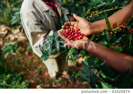 African worker is gathering coffee beans on plantation in bushy wood 83820874