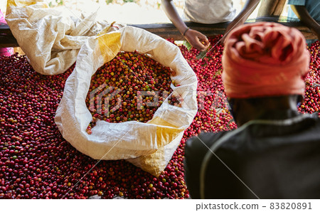 African female workers are sorting out coffee beans at washing station African female workers are sorting out coffee beans at washing station 83820891