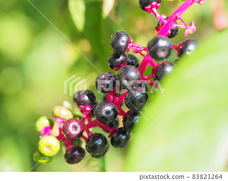 商陸果實，一種有毒植物 83821264