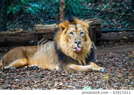 獅子 獅子 83821811