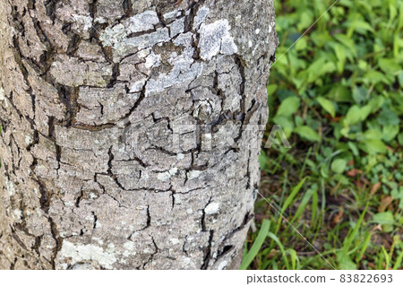 Cracks in the bark 83822693