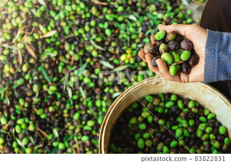 hands with olives, picking from plants during harvesting, green, black, beating to obtain extra virgin oil. 83822831