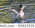 Mallard Duck flying over the lake in autumn 83822916