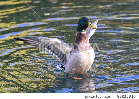 Mallard Duck flying over the lake in autumn 83822916