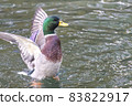 Mallard Duck flying over the lake in autumn 83822917