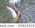 Mallard Duck flying over the lake in autumn 83822918