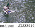 Mallard Duck flying over the lake in autumn 83822919