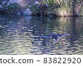 Mallard Duck flying over the lake in autumn 83822920