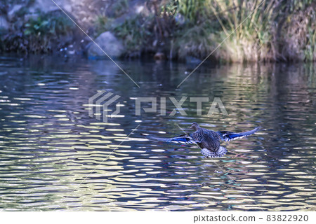 Mallard Duck flying over the lake in autumn 83822920