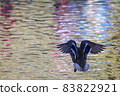 Mallard Duck flying over the lake in autumn 83822921