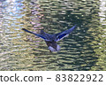 Mallard Duck flying over the lake in autumn 83822922