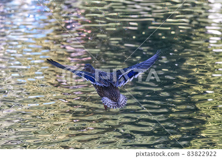 Mallard Duck flying over the lake in autumn 83822922