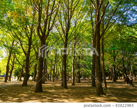 Yoyogi Park in autumn Yoyogi Park in autumn 83822965