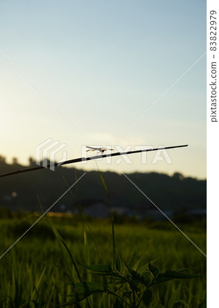 Autumn dusk with dragonflies Autumn dusk with dragonflies 83822979