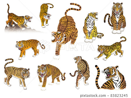 Tiger illustration set Tiger illustration set 83823245