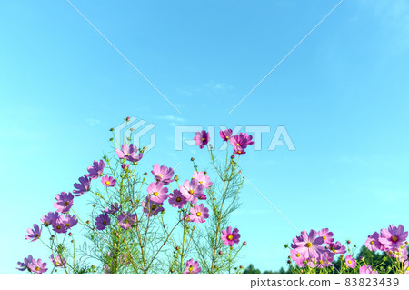 藍藍的天空和粉紅色的秋天櫻桃 83823439
