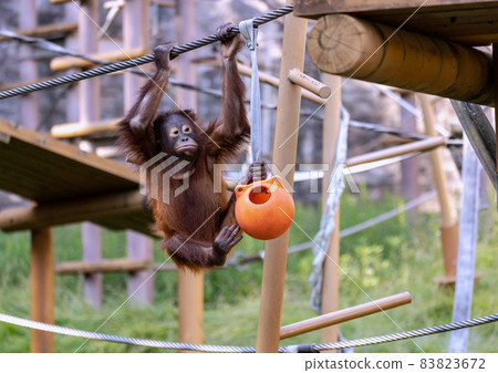 多摩動物園的猩猩 多摩動物園的猩猩 83823672