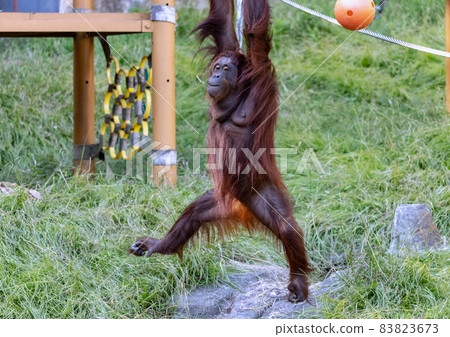 Orangutan of Tama Animal Park Orangutan of Tama Animal Park 83823673