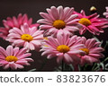 Pink marguerite in full bloom in the room 83823676