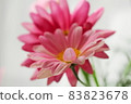 Two overlapping pink marguerites in the room 83823678