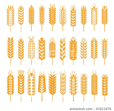 Wheat, rye, barley, rice, millet cereal ear or spike icons. Vector natural plant yellow stalks, grains for flour and baking bread, isolated spikelet set for bakery symbol or harvest emblem 83823876