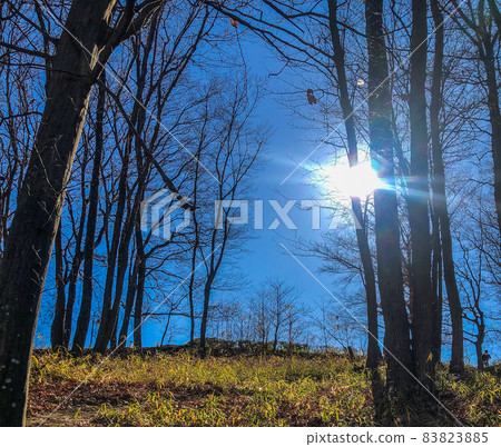冬天陽光明媚的森林 83823885