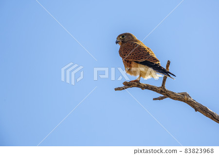 South African Kestrel in Kgalagadi transfrontier park, South Africa 83823968