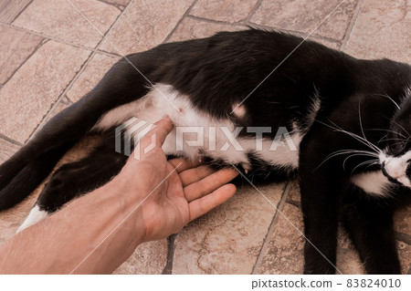 A man's hand touches the stomach of a black pregnant cat lying on the floor A man's hand touches the stomach of a black pregnant cat lying on the floor 83824010