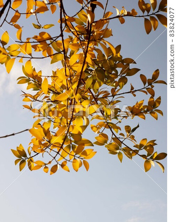 Nagi在秋日的陽光下分枝（在陽光下的葉子） 83824077