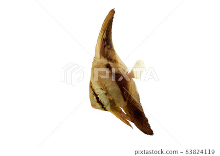 Young fish of Teira batfish white background 83824119
