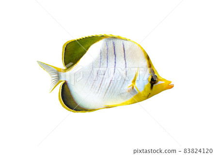 Yellowhead butterflyfish white background 83824120