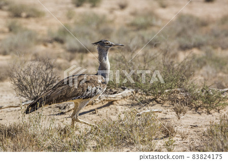 Kori bustard in Kgalagadi transfrontier park, South Africa 83824175