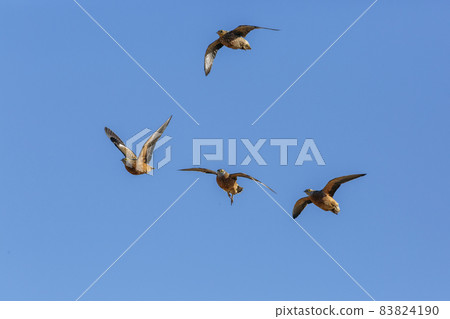 Burchell's Sandgrouse in Kgalagadi transfrontier park, South Africa 83824190