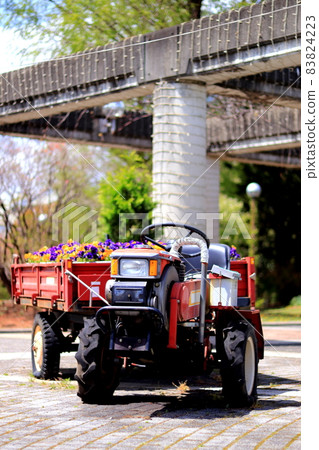 Cultivator picking flowers Gunma Flower Park 83824223