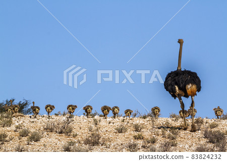 African Ostrich in Kgalagadi transfrontier park, South Africa 83824232