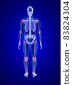 Joint pain. Blue Human Anatomy Body and Skeleton 3D Scan render on blue background from back view 83824304