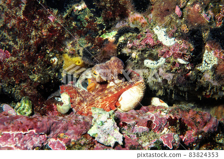 Octopus Octopus in the gap between rocks Madako 83824353