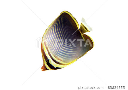 Mikado butterflyfish white background 83824355