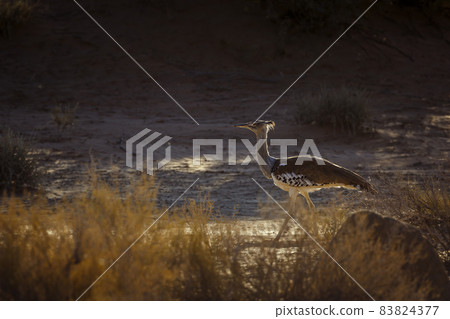 Kori bustard in Kgalagadi transfrontier park, South Africa Kori bustard in Kgalagadi transfrontier park, South Africa 83824377
